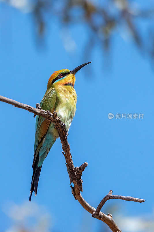 彩虹食蜂鸟(Merops ornatus)